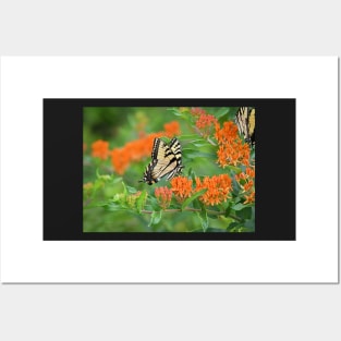 Yellow Swallowtail Butterfly Posters and Art